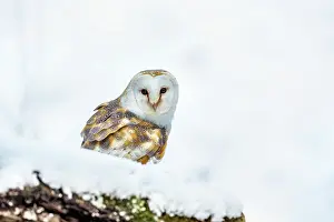 290421: Barn Owl - in Snow - UK