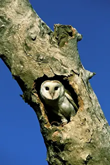 Note: Barn Owl - In tree hollow, note tether around right leg