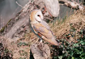 D. W. Greenslade: Barn OWL - on tree stump, with head turned 180 degrees