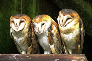 Trio: Barn owl trio