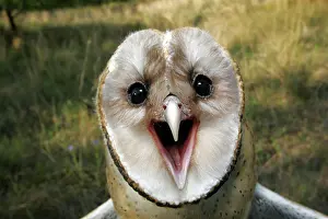 Tytonidae: Barn Owl (Tyto alba)