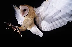 Nights: Barn Owl (Tyto alba), adult in flight with talons