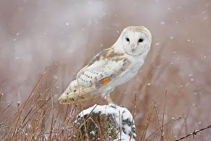 Alba: Barn Owl (Tyto alba), adult on lookout, on post