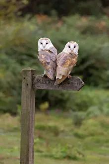 Information: Barn Owl (Tyto alba) adult pair, perched on footpath