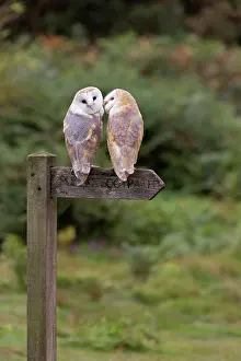 Barn Owl (Tyto alba) adult pair, perched on footpath