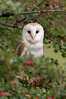 Barn Owl (Tyto alba) adult, perched in Common Hawthorn