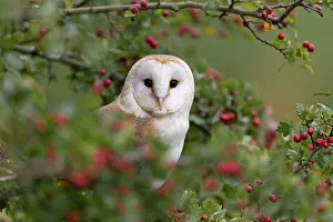 Crataegus: Barn Owl (Tyto alba) adult, perched in Common Hawthorn