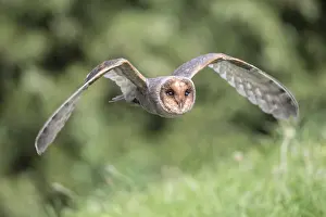 Morph: Barn Owl (Tyto alba) dark form in flight, Engla