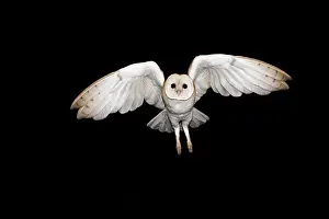 Tyto: Barn Owl (Tyto alba) in flight, Alsace, France