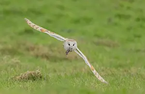 Soaring: Barn owl, Tyto alba in flight carrying its prey
