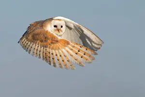 Tytonidae: Barn Owl (Tyto Alba) in flight looking at camer