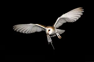 Tyto: Barn Owl (Tyto alba) in flight with prey in the