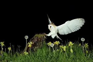 Hunter: Barn owl (Tyto alba) in a flower meadow