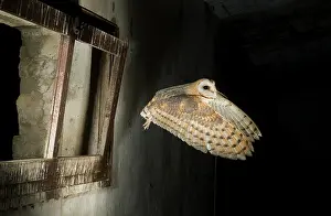 Huesca: Barn Owl (Tyto alba) flying into a barn. Huesca