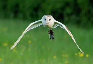 Tyto: Barn owl (Tyto alba) flying with a prey in his t
