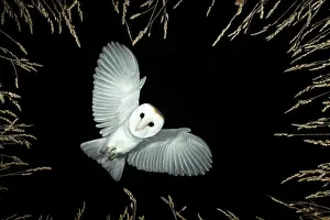 Hunter: Barn owl (Tyto alba) hunting
