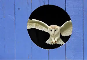 Tytonidae: Barn owl (Tyto alba) landing inside a blue door