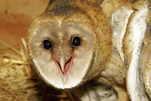 Tytonidae: Barn Owl (Tyto alba) in nesting box