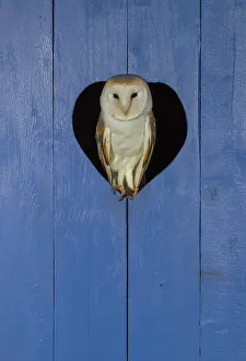 Tytonidae: Barn owl (Tyto alba) perched in a blue door, England