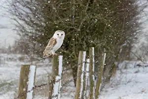 Tytonidae: Barn owl (Tyto alba) perched on a fence post while