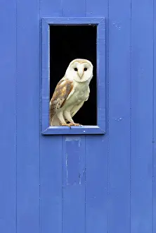 Tytonidae: Barn owl (Tyto alba) perched inside a window