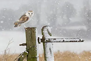 Picket: Barn owl (Tyto alba) perched on a post during a