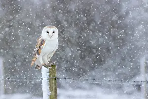 Picket: Barn owl (Tyto alba) perched on a post in falling