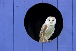 Tytonidae: Barn owl (Tyto alba) perched in a window