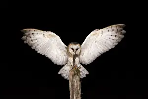 Tyto: Barn Owl (Tyto alba) on a pole with prey in the