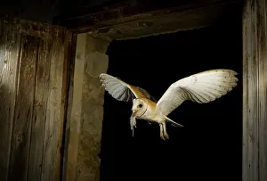 Huesca: Barn Owl ( Tyto alba) with prey, Huesca, Spain
