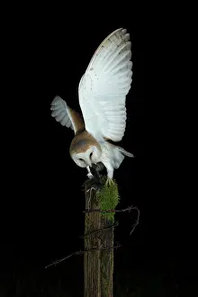 Post: Barn owl (Tyto alba) with prey at night