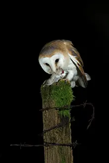 Hunter: Barn owl (Tyto alba) with prey at night