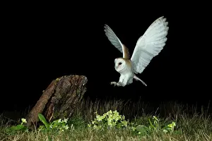 Hunter: Barn owl (Tyto alba) and primroses