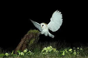 Hunter: Barn owl (Tyto alba) and primroses
