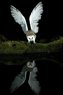 Hunter: Barn owl (Tyto alba) and its reflection