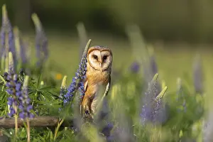 Owls: One barn owl (Tyto alba) sitting on a branch lying in a field of flowering lupines in late evening light