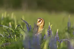 Owls: One barn owl (Tyto alba) sitting on a branch lying in a field of flowering lupines in late evening light