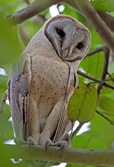 Tyto: Barn Owl (Tyto alba stertens) adult, perched on branch