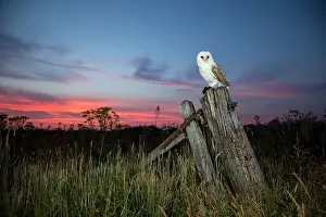 Hunter: Barn owl (Tyto alba) at sunset
