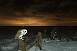 Hunter: Barn owl (Tyto alba) in winter