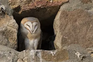 Visible: Barn owl (Tyto alba) young visible by daylight