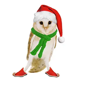 Scarves: Barn Owl - wearing Christmas hat, scarf and shoes