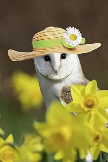 Bonnets: Barn Owl wearing straw hat