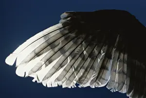 Tytonidae: Barn Owl Wing