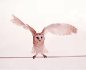 Andy Teare: BARN OWL - wings spread, studio shot with white background