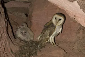 Maranhao: Barn Owl with young