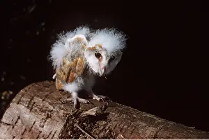 Emma Coghlan: BARN OWL - young standing on log