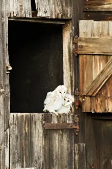 Youngsters: Barn Owl - youngsters on barn door - controlled conditions