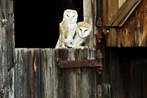 Youngsters: Barn Owl - youngsters on barn door showing sex