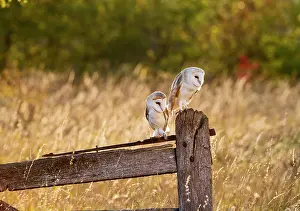 Youngsters: Barn Owl - two youngsters on gate post in evening